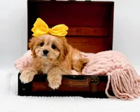 Lottie, a female Cavapoo for sale in Statesville, NC – Photo 4 of 10