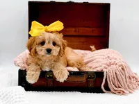 Lottie, a female Cavapoo for sale in Statesville, NC – Photo 3 of 10