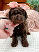 Nestle, a female Miniature Bernedoodle for sale in Statesville, NC – 6 of 10