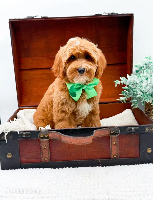 Petey – Miniature Goldendoodle puppy for sale in Statesville, NC