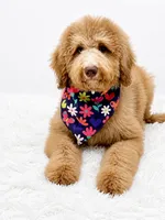 Holly, a male Bernedoodle for sale in Statesville, NC – 4 of 8