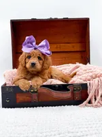 Summer, a female Miniature Goldendoodle for sale in Statesville, NC – 3 of 10