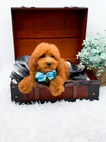 Edwin, a male Miniature Goldendoodle for sale in Statesville, NC – 8 of 10