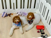 Harry, a male Bernedoodle for sale in Statesville, NC – 7 of 10