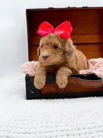 Holly, a female Bernedoodle for sale in Statesville, NC – 4 of 10