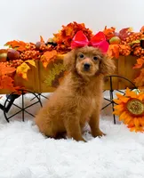 Trixie, a female Cavapoo for sale in Statesville, NC – 9 of 10
