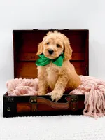 Alvin, a male Miniature Goldendoodle for sale in Statesville, NC – 10 of 10