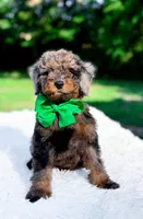 Ollie, a male Miniature Bernedoodle for sale in Statesville, NC – 2 of 10