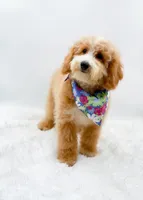Dolly, a female Miniature Goldendoodle for sale in Statesville, NC – 4 of 10