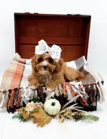 Lady, a female Cavapoo for sale in Statesville, NC – 4 of 10