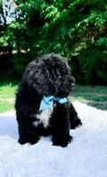 Micro Mini-Nelson, a male Miniature Bernedoodle for sale in Statesville, NC – 6 of 10