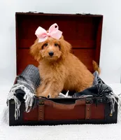 Susie, a female Miniature Goldendoodle for sale in Statesville, NC – 6 of 10