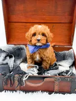 Sam, a male Cavapoo for sale in Statesville, NC – 3 of 10