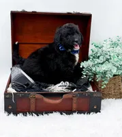 Ford, a male Bernedoodle for sale in Statesville, NC – 10 of 10