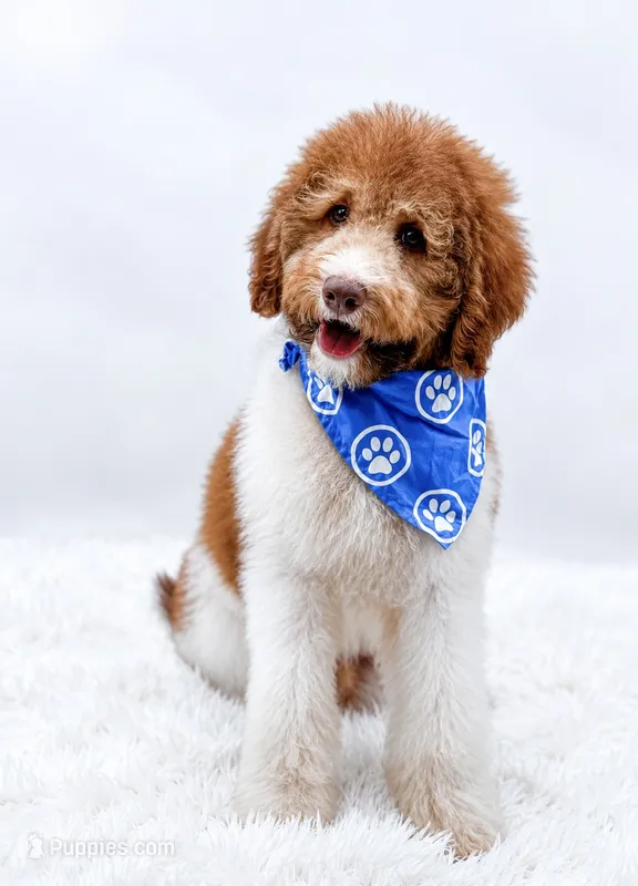 Hank – Bernedoodle puppy for sale in Statesville, NC