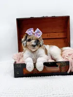 Hailey, a female Bernedoodle for sale in Statesville, NC – 3 of 10