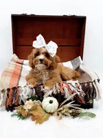 Lady, a female Cavapoo for sale in Statesville, NC – 6 of 10