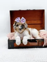 Hailey, a female Bernedoodle for sale in Statesville, NC – 9 of 10