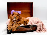 Rosie, a female Cavapoo for sale in Statesville, NC – 9 of 10