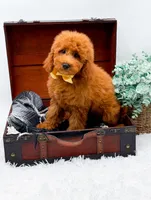 Elsie, a female Miniature Goldendoodle for sale in Statesville, NC – 6 of 9