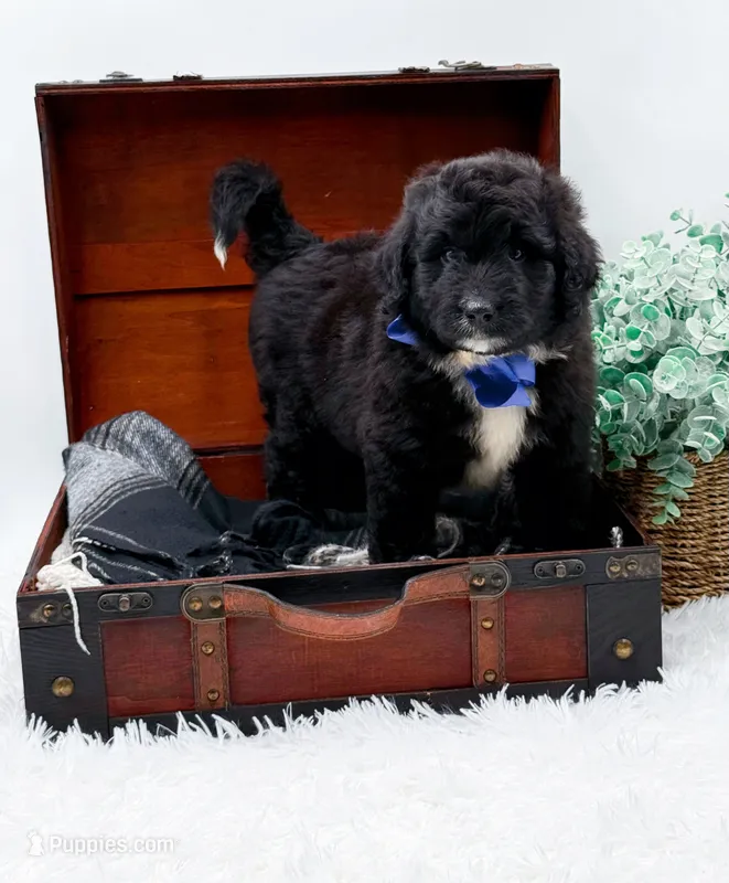 Ford – Bernedoodle puppy for sale in Statesville, NC