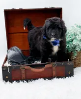 Ford, a male Bernedoodle for sale in Statesville, NC – 1 of 10