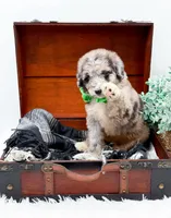 Franklin, a male Bernedoodle for sale in Statesville, NC – 4 of 10