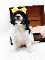 Hope, a female Bernedoodle for sale in Statesville, NC – 8 of 10