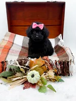 Maddie, a female Poodle - Toy  for sale in Statesville, NC – 3 of 10