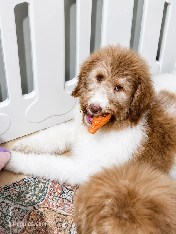 Honey – Bernedoodle puppy for sale in Statesville, NC