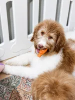 Honey, a male Bernedoodle for sale in Statesville, NC – 1 of 7