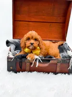 Summer, a female Cavapoo for sale in Statesville, NC – 9 of 10