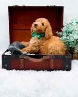 Gary, a male Goldendoodle for sale in Statesville, NC – 5 of 10