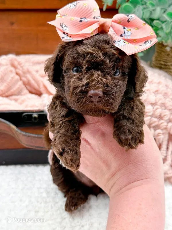 Nestle – Miniature Bernedoodle puppy for sale in Statesville, NC