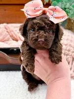 Nestle, a female Miniature Bernedoodle for sale in Statesville, NC – 1 of 10