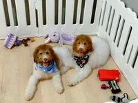 Hank, a male Bernedoodle for sale in Statesville, NC – 9 of 10