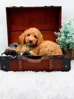 Gary, a male Goldendoodle for sale in Statesville, NC – 3 of 10