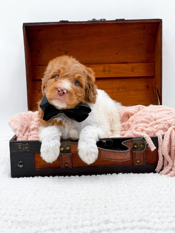 Harry – Bernedoodle puppy for sale in Statesville, NC