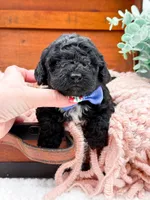 Micro Mini-Nelson, a female Miniature Bernedoodle for sale in Statesville, NC – 7 of 10