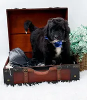 Ford, a male Bernedoodle for sale in Statesville, NC – 3 of 10