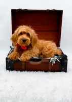 Amy, a female Miniature Goldendoodle for sale in Statesville, NC – 7 of 10