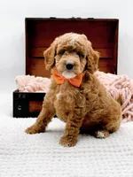 Alfie, a male Miniature Goldendoodle for sale in Statesville, NC – 7 of 10