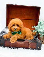 Eddie, a male Miniature Goldendoodle for sale in Statesville, NC – 10 of 10