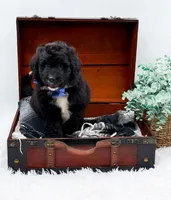 Ford, a male Bernedoodle for sale in Statesville, NC – 8 of 10
