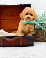 Pretzel, a male Miniature Goldendoodle for sale in Statesville, NC – 6 of 10