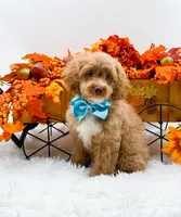 Ted, a male Cavapoo for sale in Statesville, NC – 5 of 10