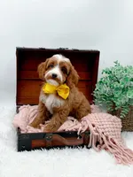 Lilly, a female Cavapoo for sale in Statesville, NC – 7 of 10