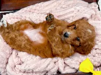 Sally, a female Miniature Goldendoodle for sale in Statesville, NC – 10 of 10