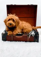 Annie, a female Miniature Goldendoodle for sale in Statesville, NC – 4 of 10