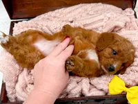 Sally, a female Miniature Goldendoodle for sale in Statesville, NC – 9 of 10